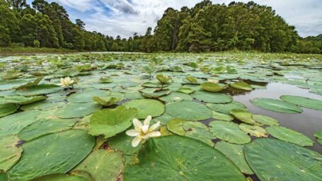 lilypads on a lake near Texarkana