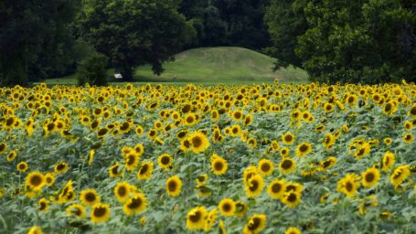 Field of yellow sunflowers with green leaved trees in the background