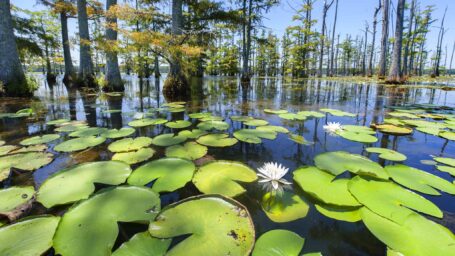 Lilly pads float on top of water with a stand of cypress trees in the background.