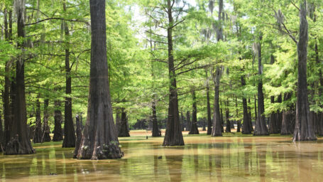 A grove of cypress trees sit among the water